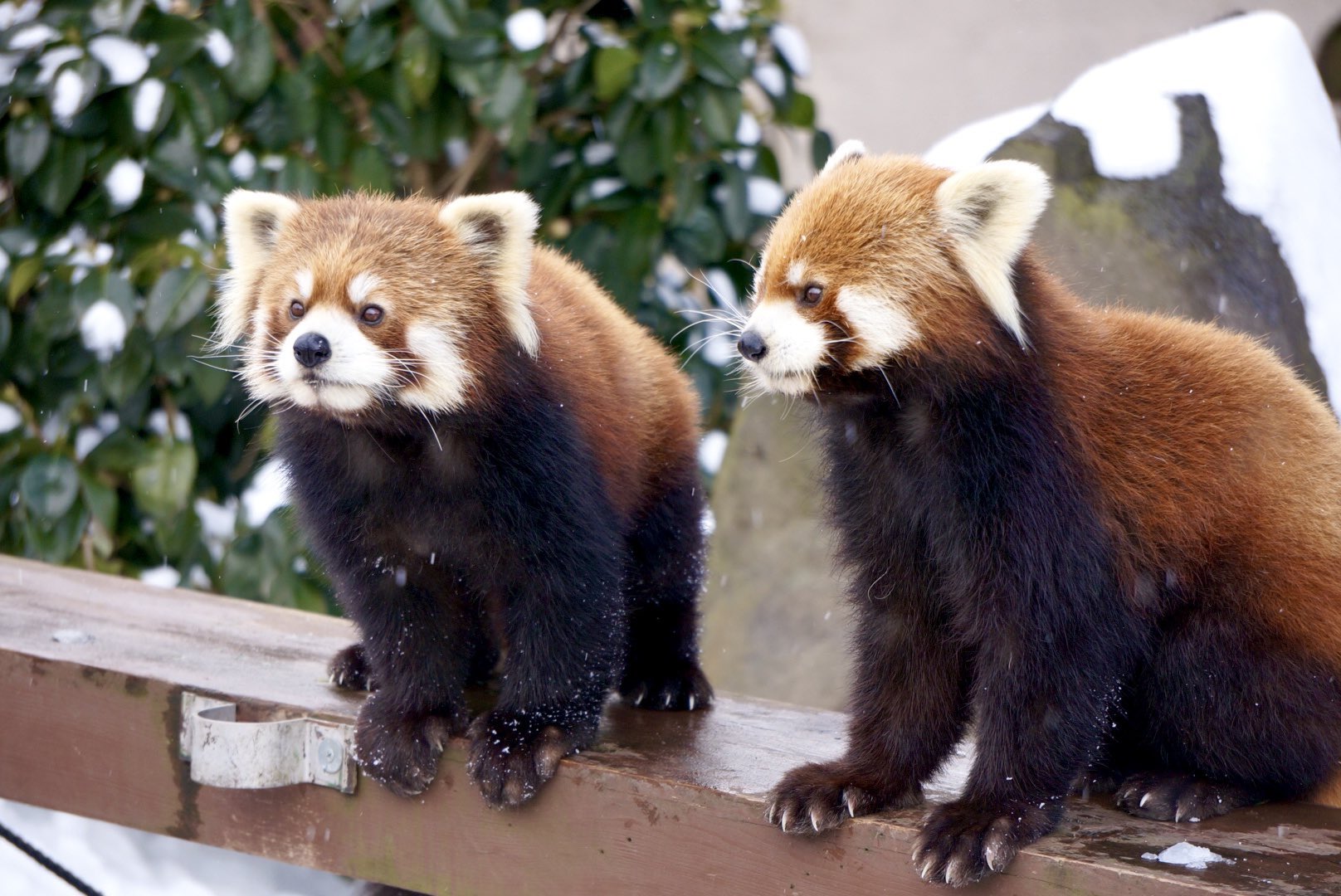 雪の動物園 レッサーパンダ ♂ひなた＆♀円実