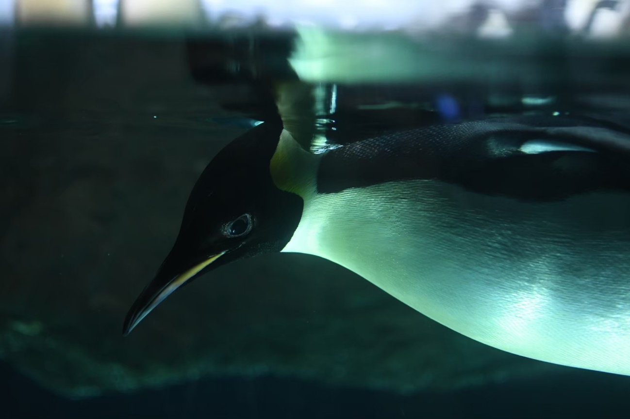 コウテイペンギン(アドベンチャーワールド)