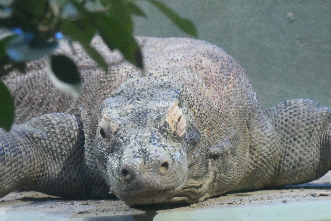 コモドオオトカゲ(東山動植物園)