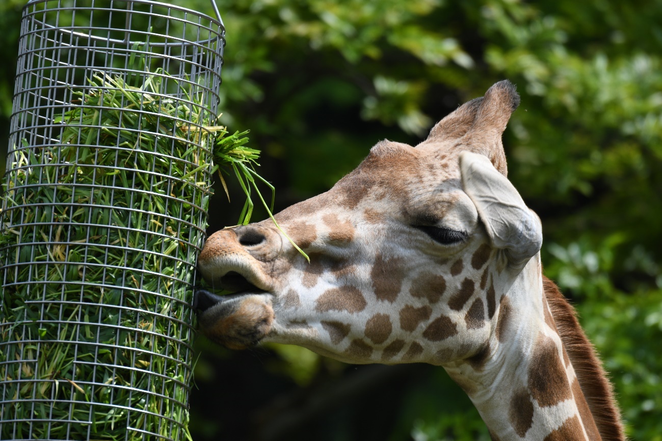 アミメキリン(東山動植物園)
