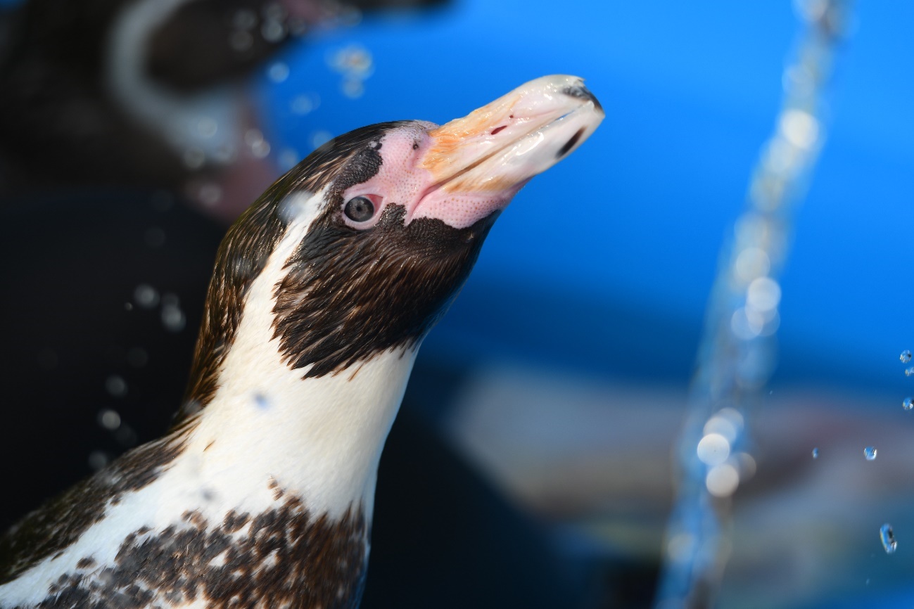 フンボルトペンギン・おそらく、えだまめさん(東武動物公園)