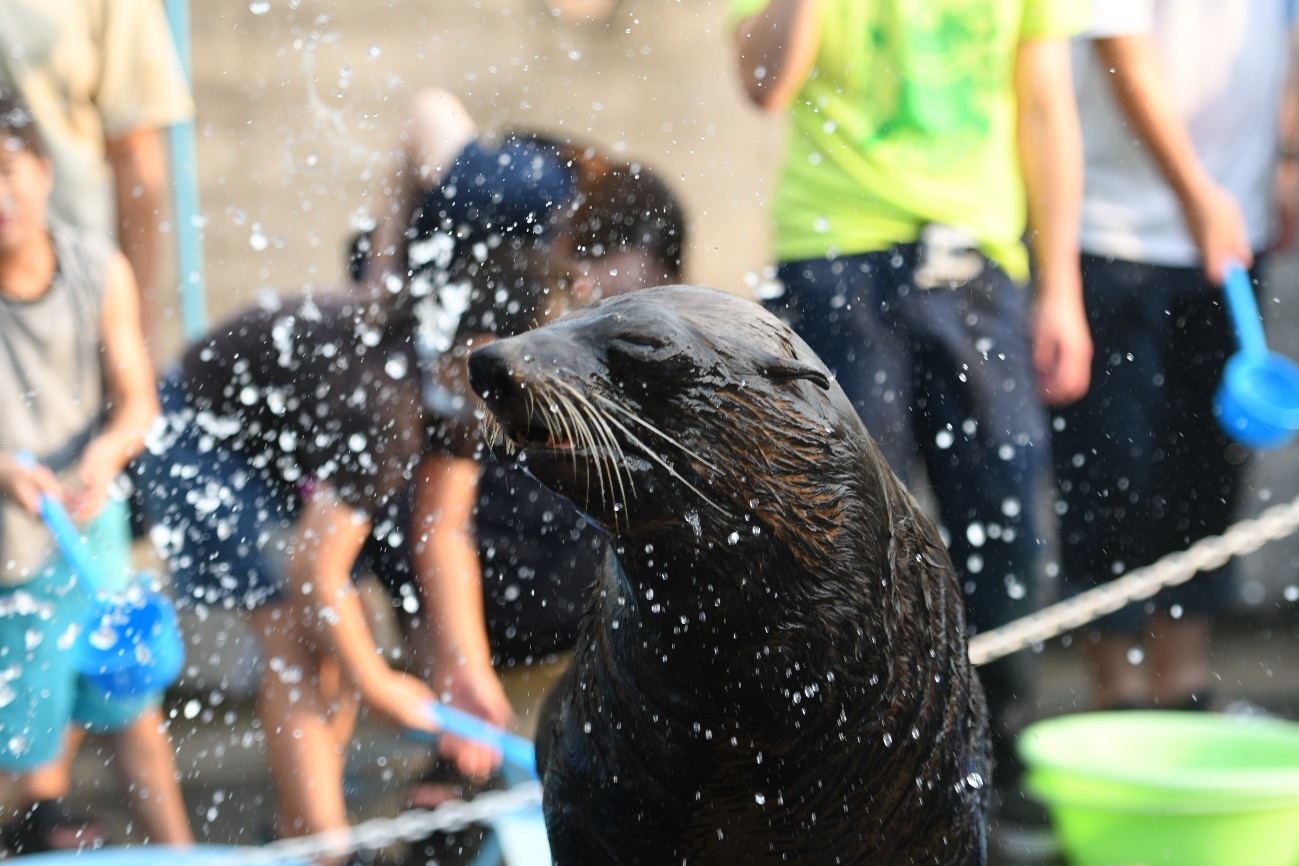 水をかけられるミナミアメリカオットセイ(東武動物公園)