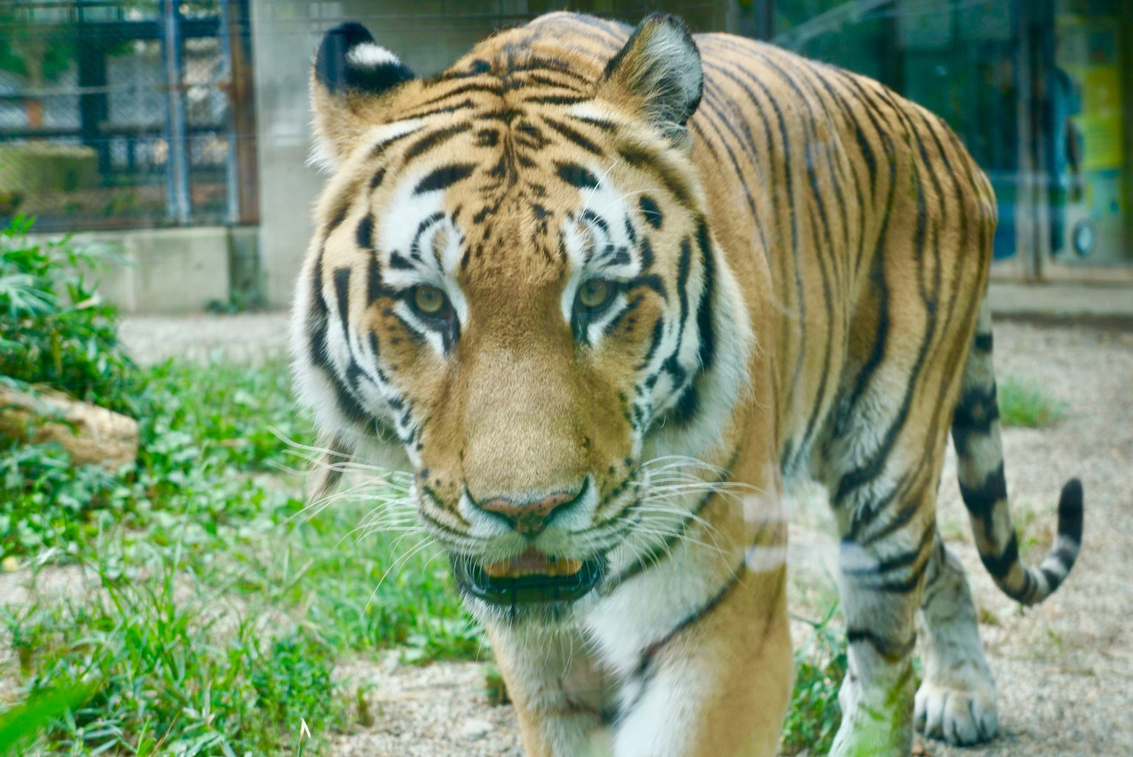 ♂シュウ
