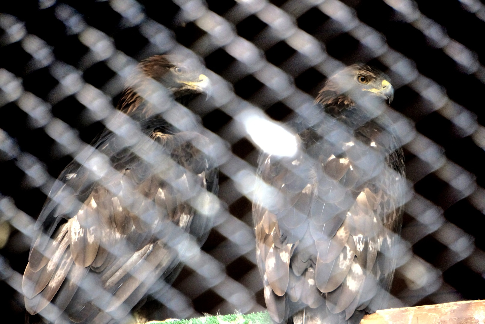 大森山動物園の現在のペア
