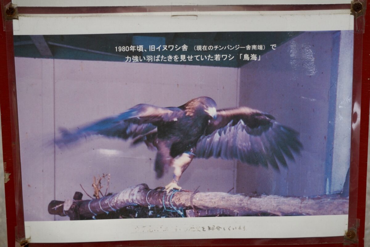 ♂鳥海(掲示)